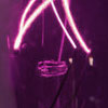 Purple Bulbs